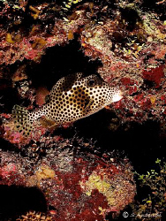 This photo of a Spottted Trunkfish was taken in Roatan. T... by Steven Anderson 